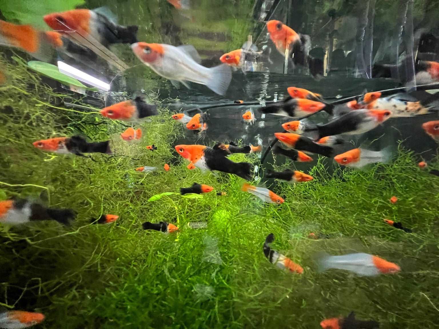 Koi fashion swordtail