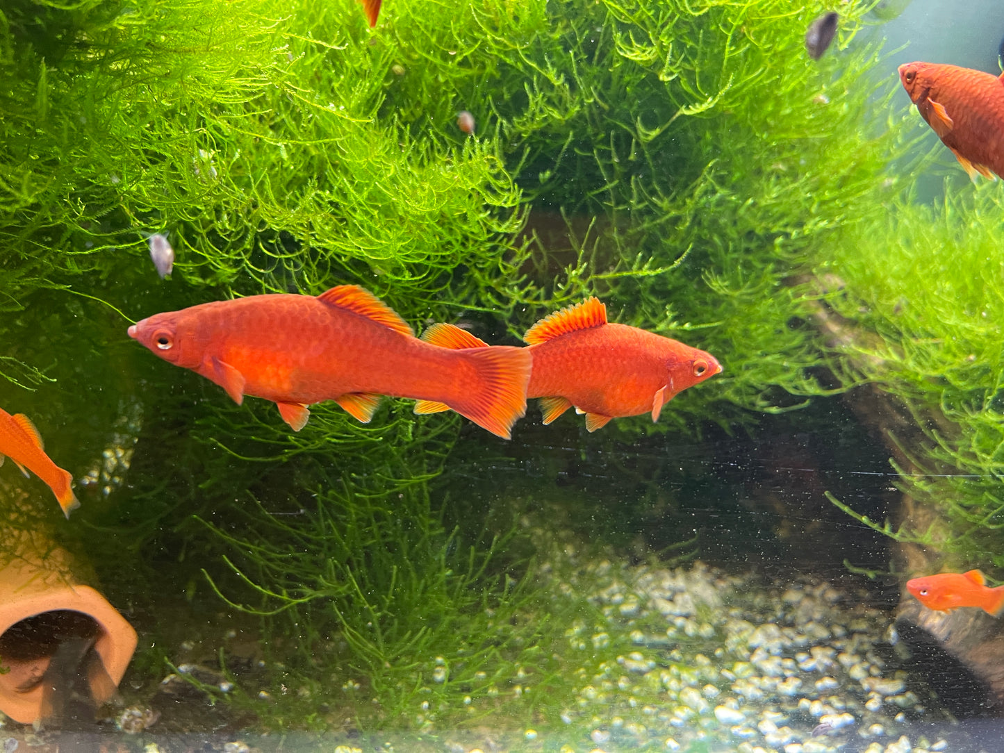 Ruby red swordtails pair