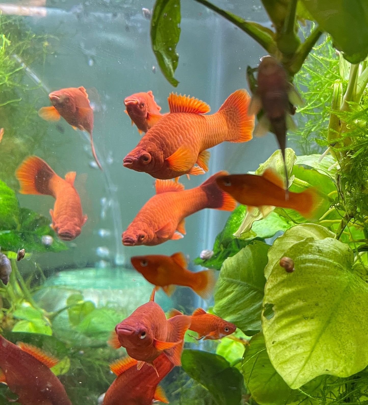 Ruby red swordtails pair