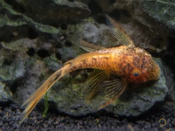 Red Calico Long FinRed Calico Long Fin Introducing the stunning Red Calico Long Fin angelfish, a beautiful addition to any aquarium. This unique fish features a vibrant red and white calico pattern, with long, flowing fins that add a touch of elegance to