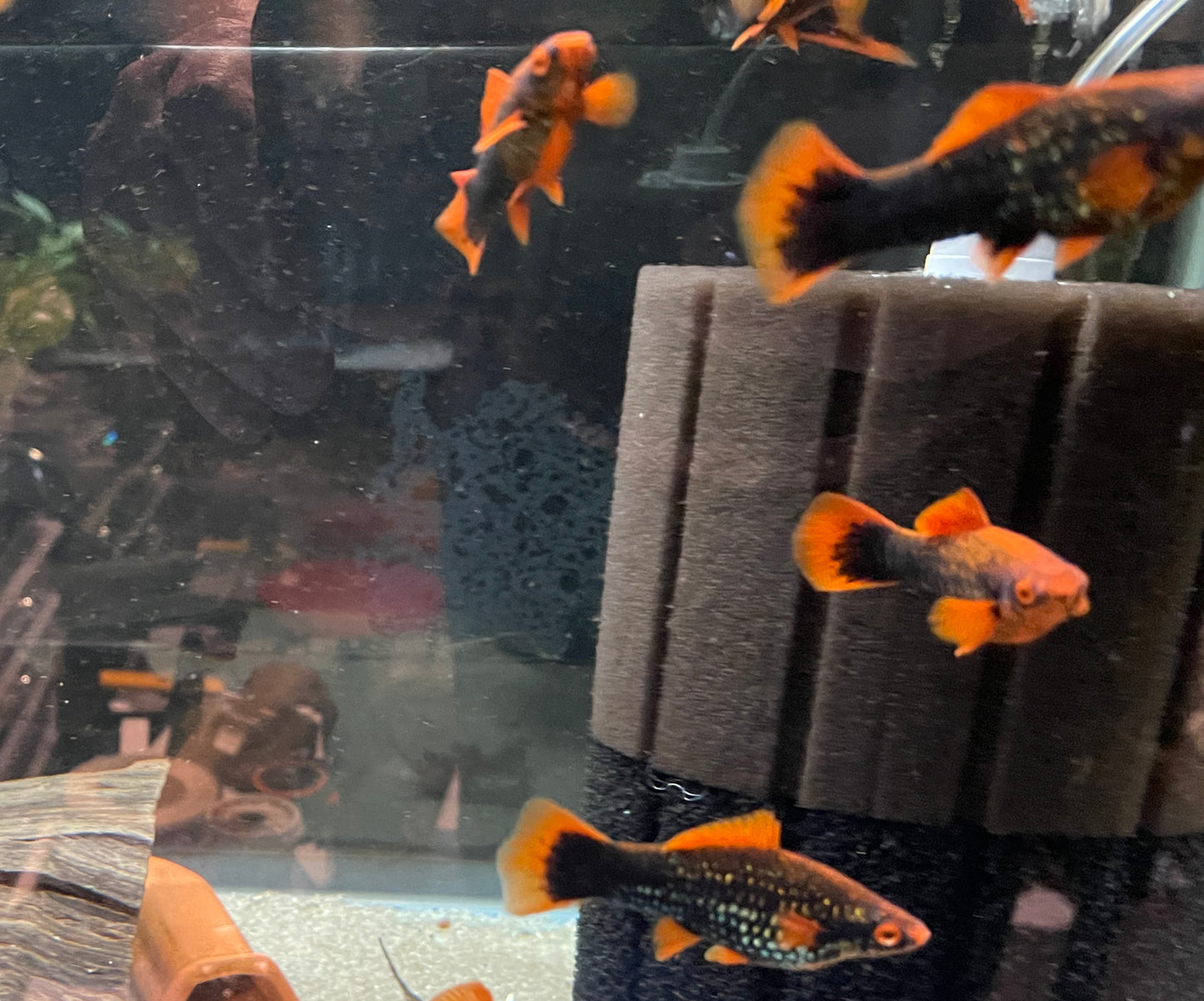 Red Hamburg swordtails pair