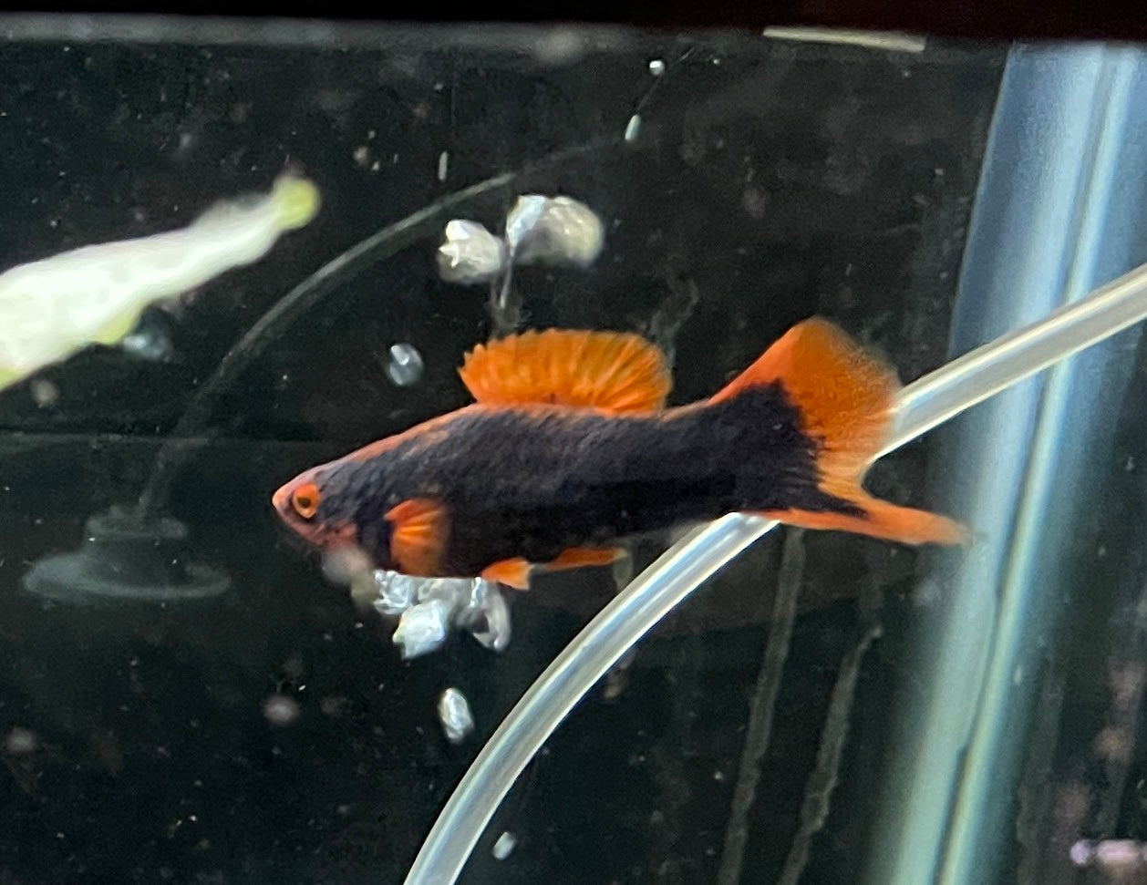 Red Hamburg swordtails pair