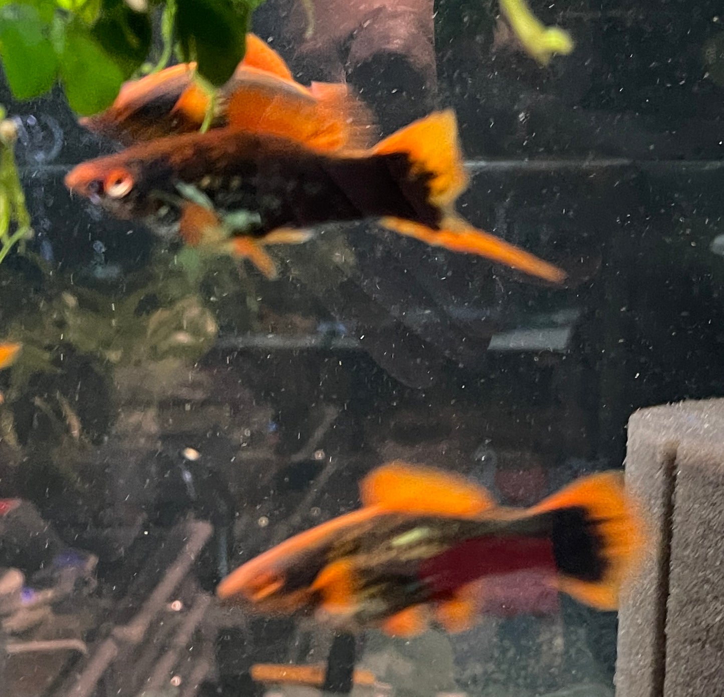 Red Hamburg swordtails pair