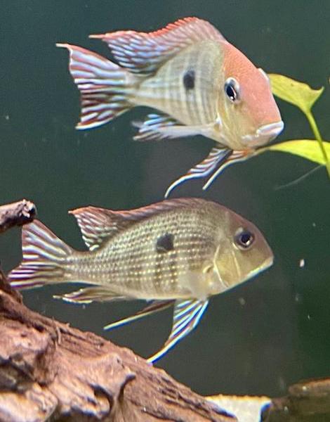 Geophagus Breeding Pair