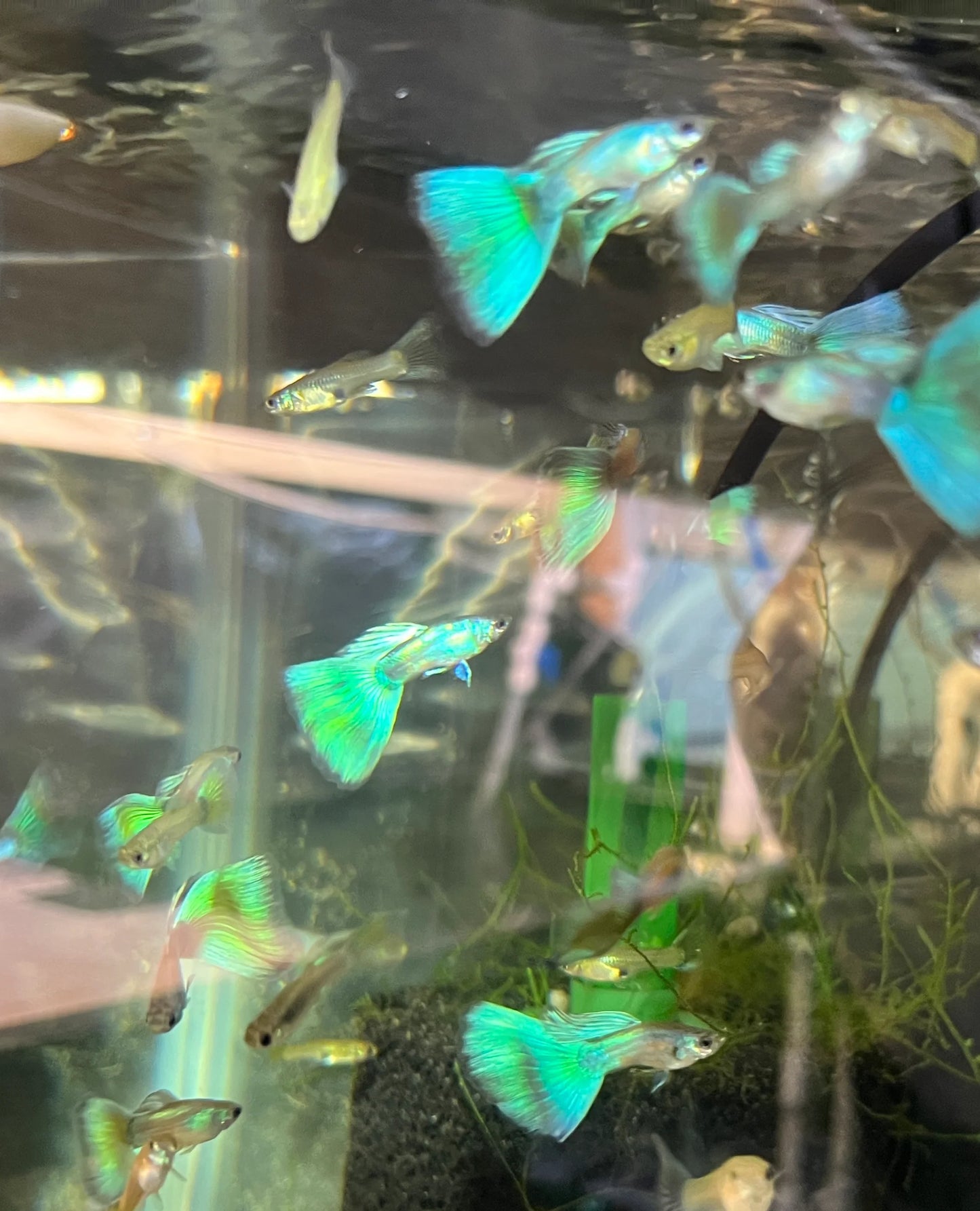 Guppy Breeding Pair