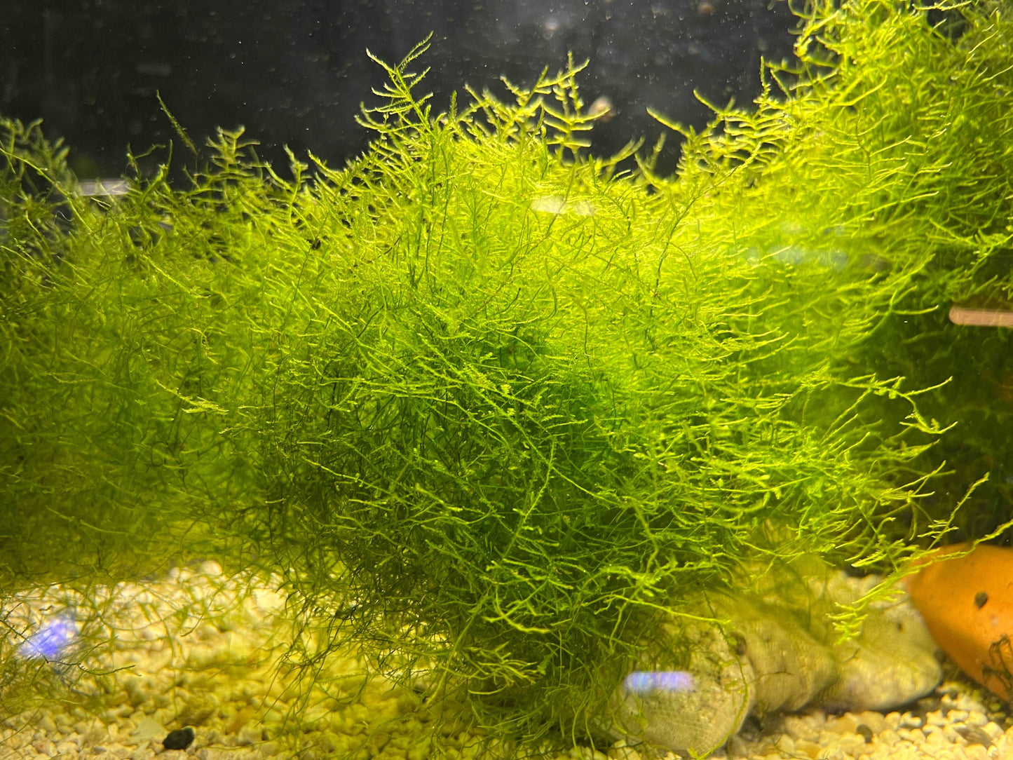 Christmas mossIntroducing Christmas Moss - The Perfect Addition to Your Aquatic Collection Transform your aquarium into a winter wonderland with our beautiful Christmas moss. This stunning aquatic plant is a must-have for any fish enthusiast looking to ad