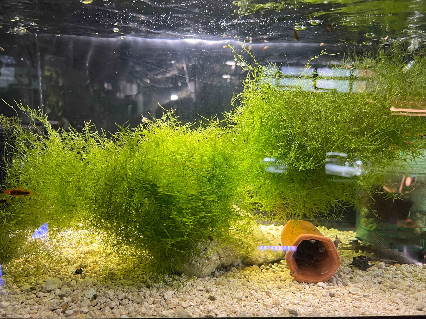 Christmas mossIntroducing Christmas Moss - The Perfect Addition to Your Aquatic Collection Transform your aquarium into a winter wonderland with our beautiful Christmas moss. This stunning aquatic plant is a must-have for any fish enthusiast looking to ad