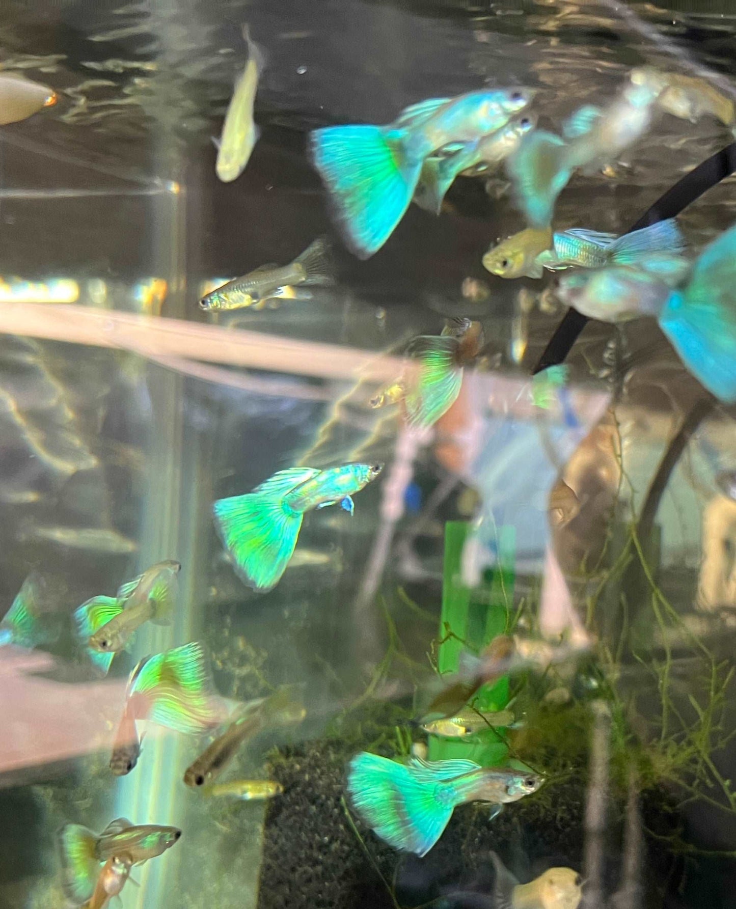 Full green guppy young pairFull Green Guppy Young Pair Introducing our Full Green Guppy Young Pair, the perfect addition to any aquarium. These vibrant and lively fish are sure to add a pop of color to your tank. Our guppies are carefully bred and raised