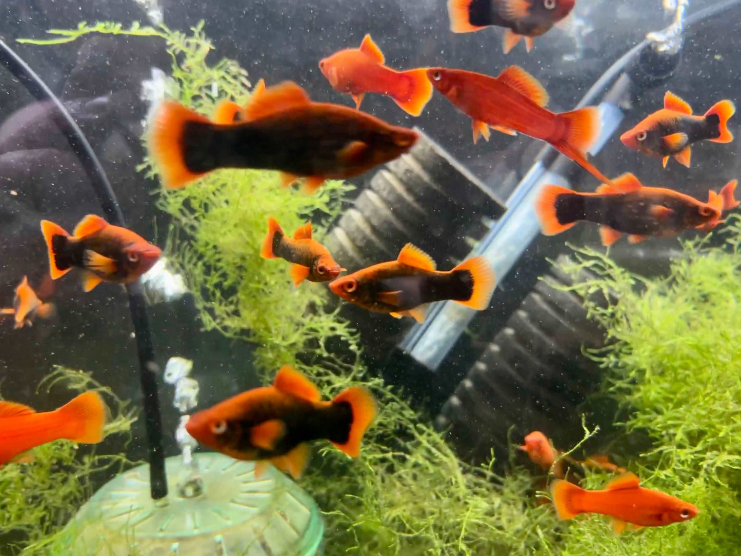 Red Alpha and Ruby Red SwordtailsRed Alpha and Ruby Red Swordtails Introducing our stunning Red Alpha and Ruby Red Swordtails, the perfect addition to any aquarium. These vibrant fish are sure to catch the eye with their bold red coloring and elegant swor