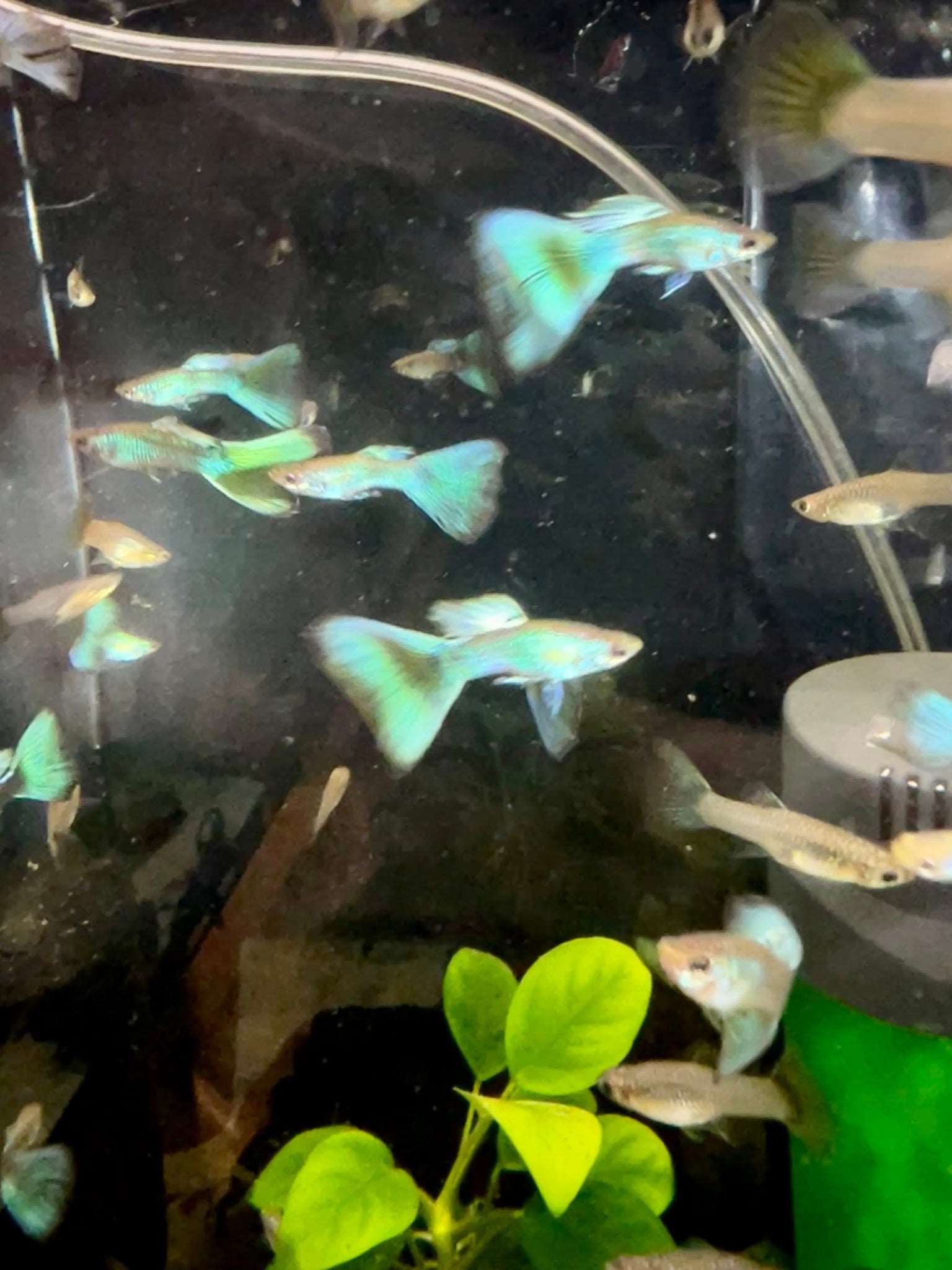 Green Moscow guppy young pairGreen Moscow Guppy Young Pair Introducing our beautiful Green Moscow guppy young pair, available now at Angelfish Pro. These stunning fish are known for their vibrant green color and elegant fins, making them a popular choice