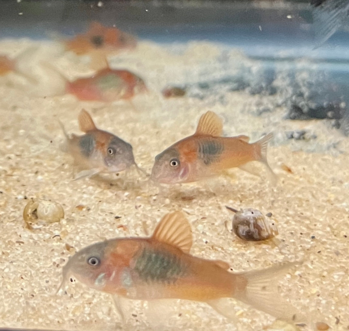 Orange Venezuelan CorydorasThe Orange Venezuelan Cory Catfish, also known as Corydoras aeneus, is a stunning addition to any aquarium. With its vibrant orange color and unique markings, this fish is sure to catch the eye of any fish enthusiast. These catf