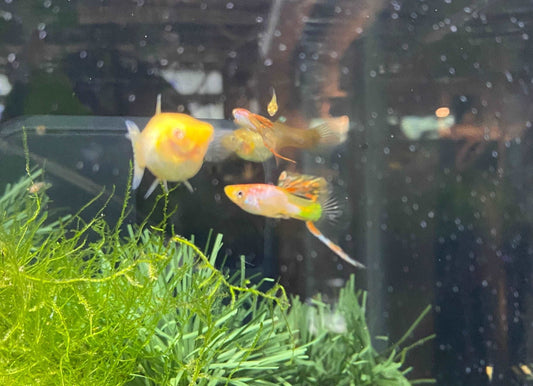 Silverado bottom sward guppy young pairSilverado Bottom Sward Guppy Young Pair Welcome to our stylish e-commerce store, where we offer the most attractive and unique aquatic creatures for your home aquarium. Our latest addition is the Silverado Bottom Swa