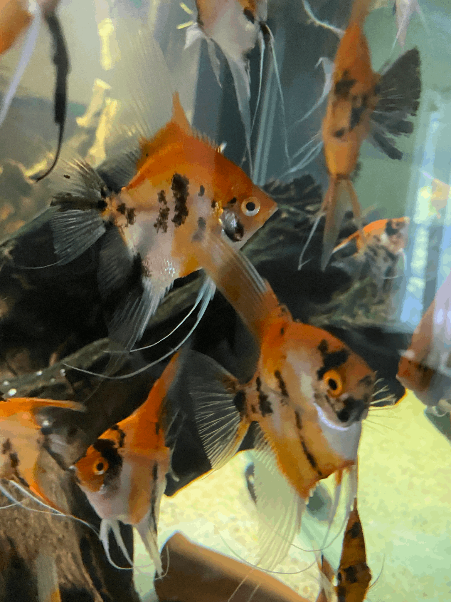 High Coverage Koi StandardHigh Coverage Koi Standard The High Coverage Koi Standard is a stunning and unique addition to any aquarium. This beautiful fish features a full orange body coverage and standard fins, making it a standout among other koi fish. I