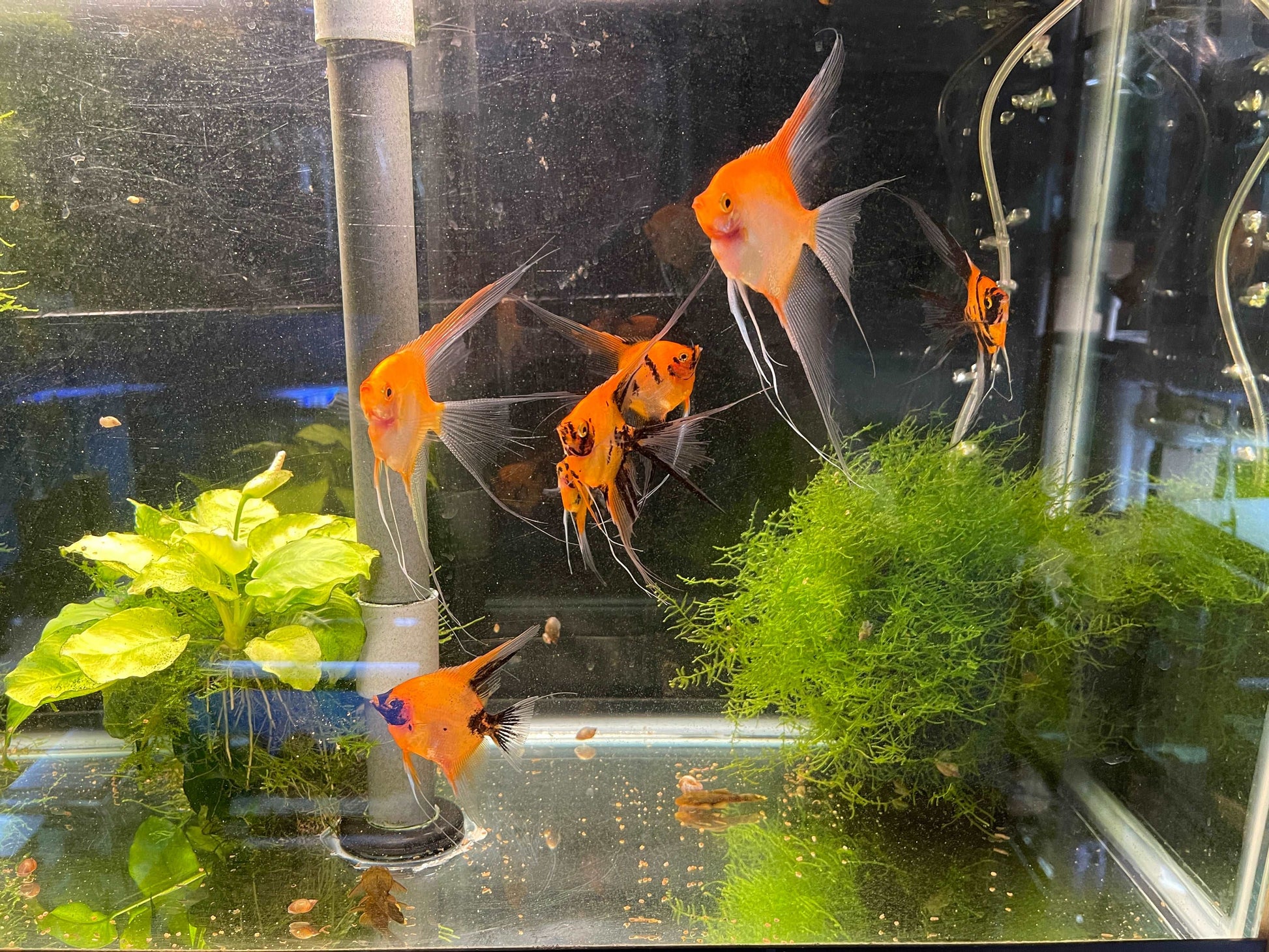 Full orange body Koi StandardIntroducing the Full Orange Body Koi Standard Experience the beauty and elegance of our Full Orange Body Koi Standard. This stunning fish is a must-have for any aquarium enthusiast. With its vibrant orange body and intricate b