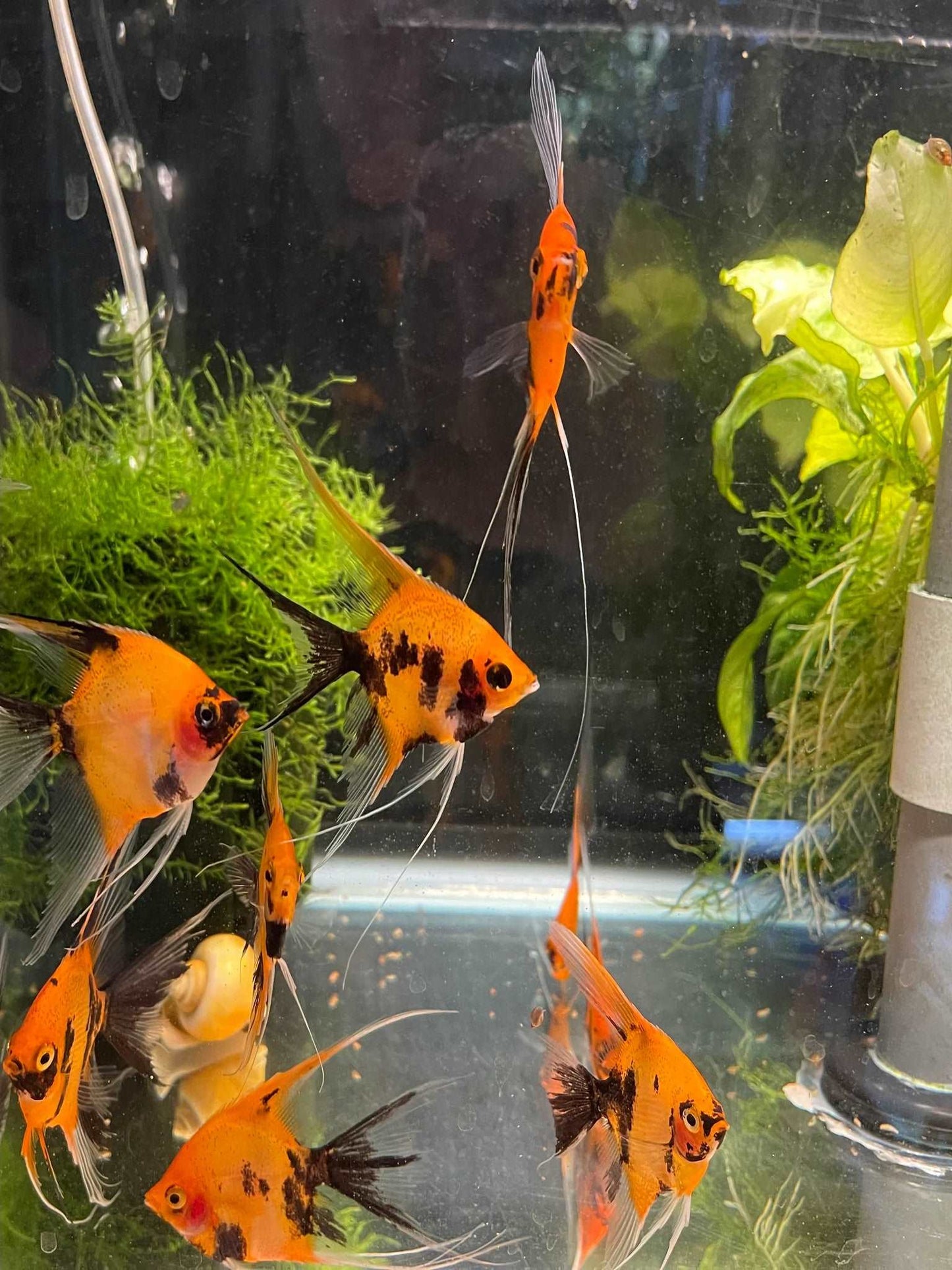 Full orange body Koi StandardIntroducing the Full Orange Body Koi Standard Experience the beauty and elegance of our Full Orange Body Koi Standard. This stunning fish is a must-have for any aquarium enthusiast. With its vibrant orange body and intricate b