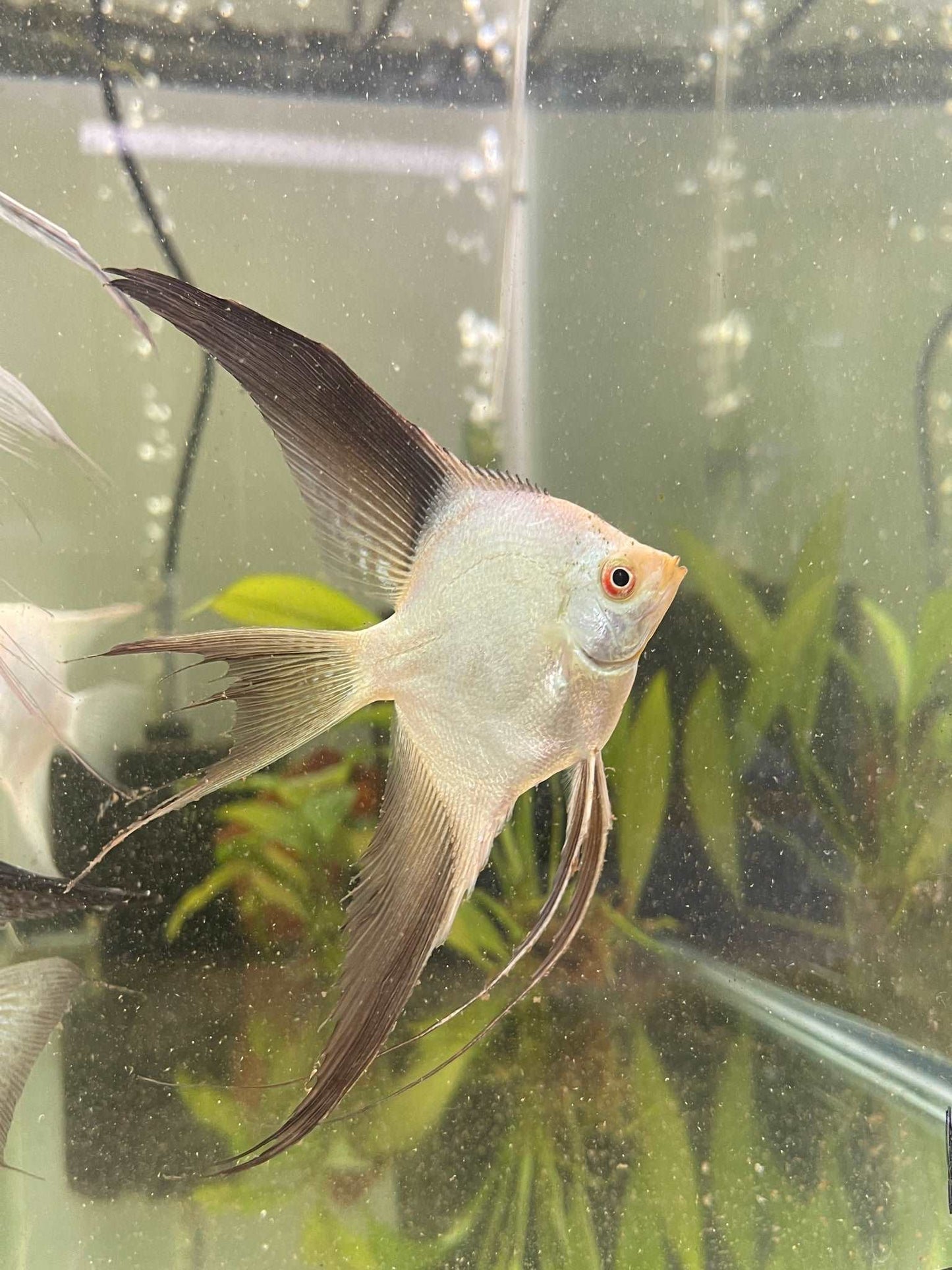 Bulgarian Seal Point VeilBulgarian Seal Point Veil The Bulgarian Seal Point Veil is a stunning addition to any aquarium. This unique angelfish features a beautiful green body with striking black and white markings, giving it a regal appearance. Its long,