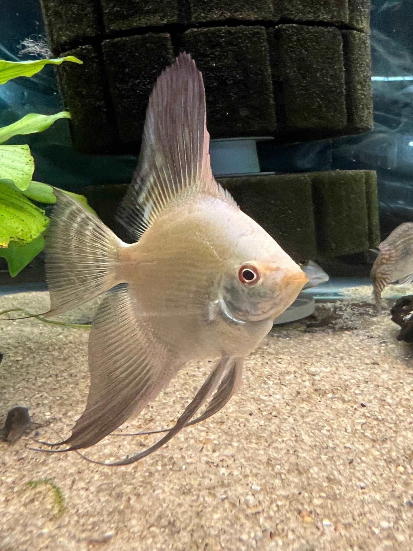 Bulgarian Seal Point standardBulgarian Seal Point Standard The Bulgarian Seal Point Standard is a high-quality product that is perfect for any angelfish enthusiast. This beautiful fish is known for its striking coloration and elegant appearance, making it