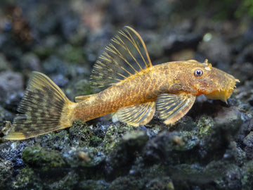 Red Calico Short FinRed Calico Short Fin The Red Calico Short Fin is a stunning and unique angelfish that will make a beautiful addition to any aquarium. With its vibrant red and white calico pattern and short, flowing fins, this fish is sure to catch the